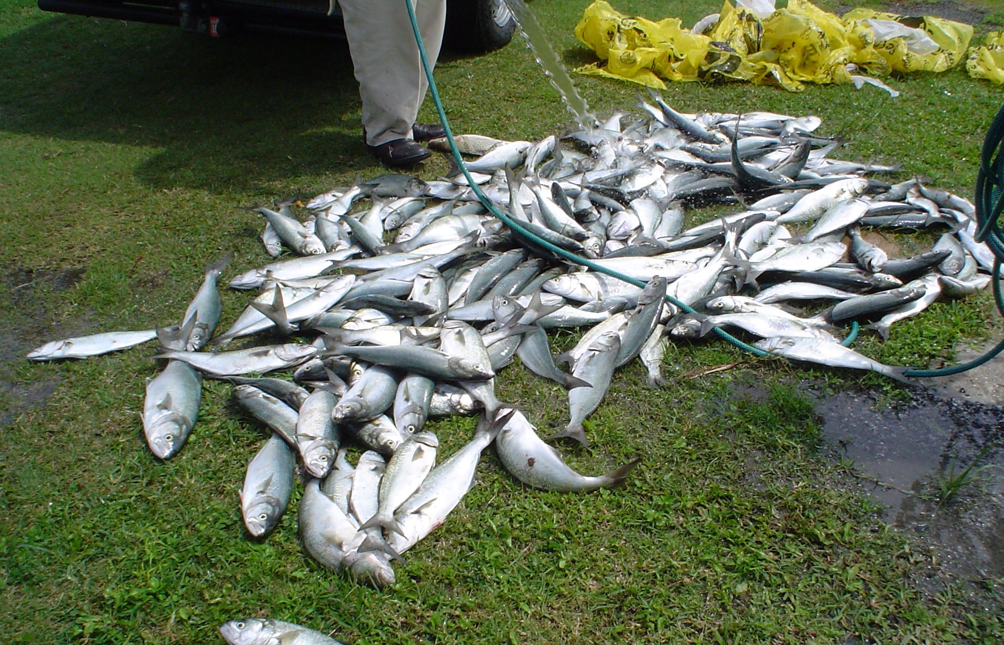 Fishermen continue illegal poaching of shad Northglen News