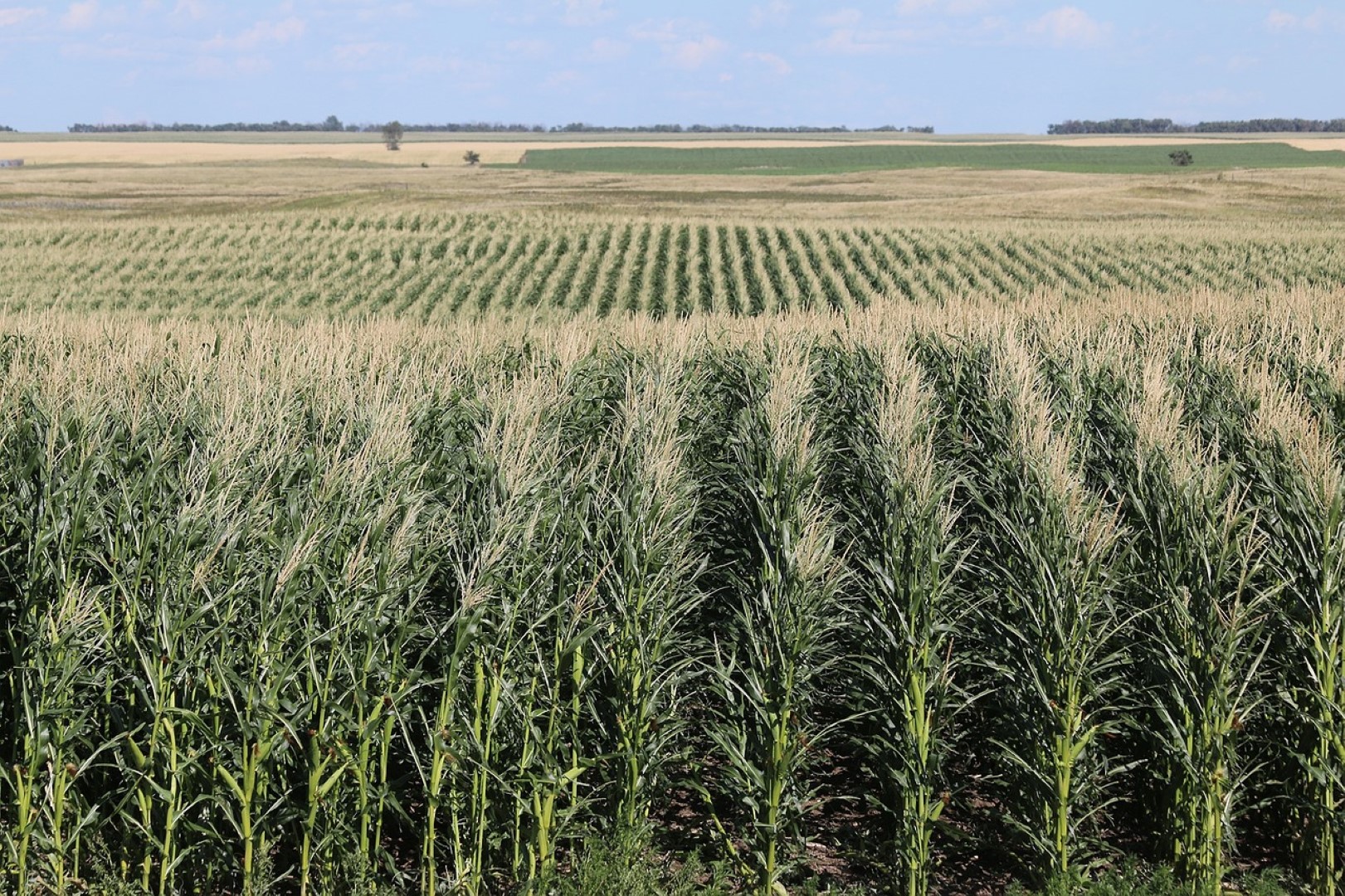 Call For Submissions On Land Expropriation Without Compensation 